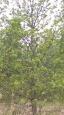 Foto550-TEUQBXRW